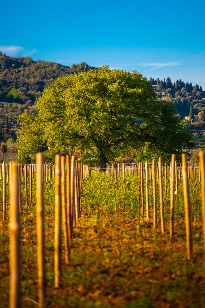 Gualdo del Re - Toscana