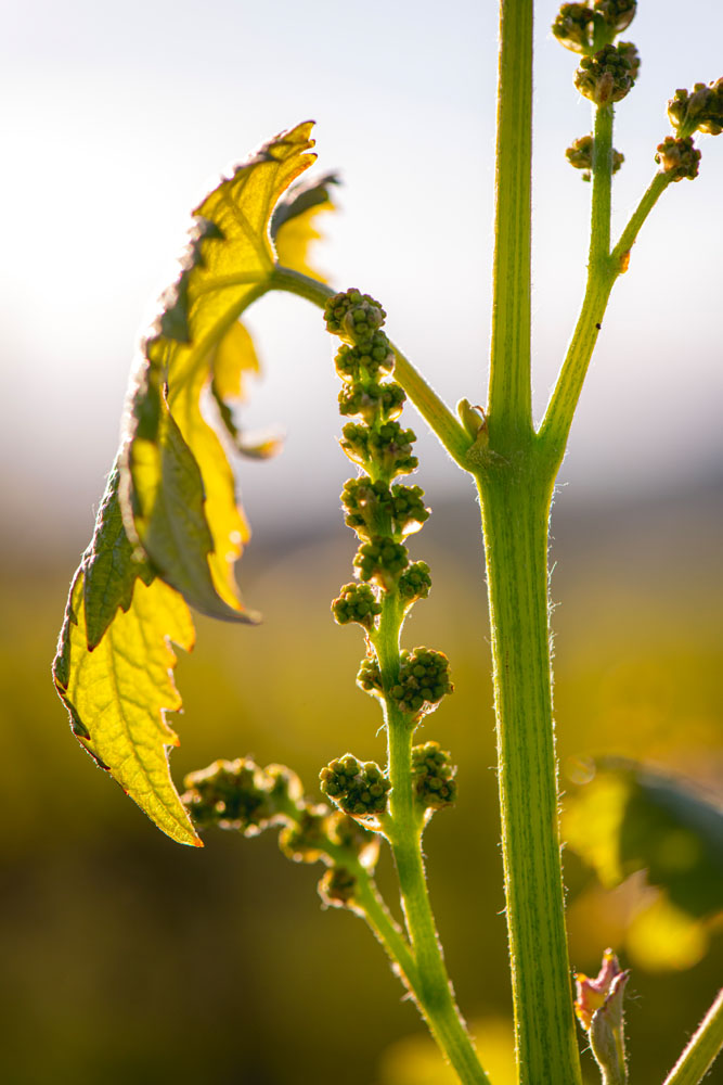 Gualdo del Re - Toscana