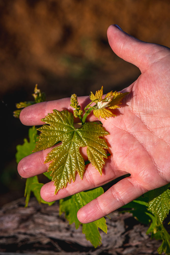 Gualdo del Re - Toscana