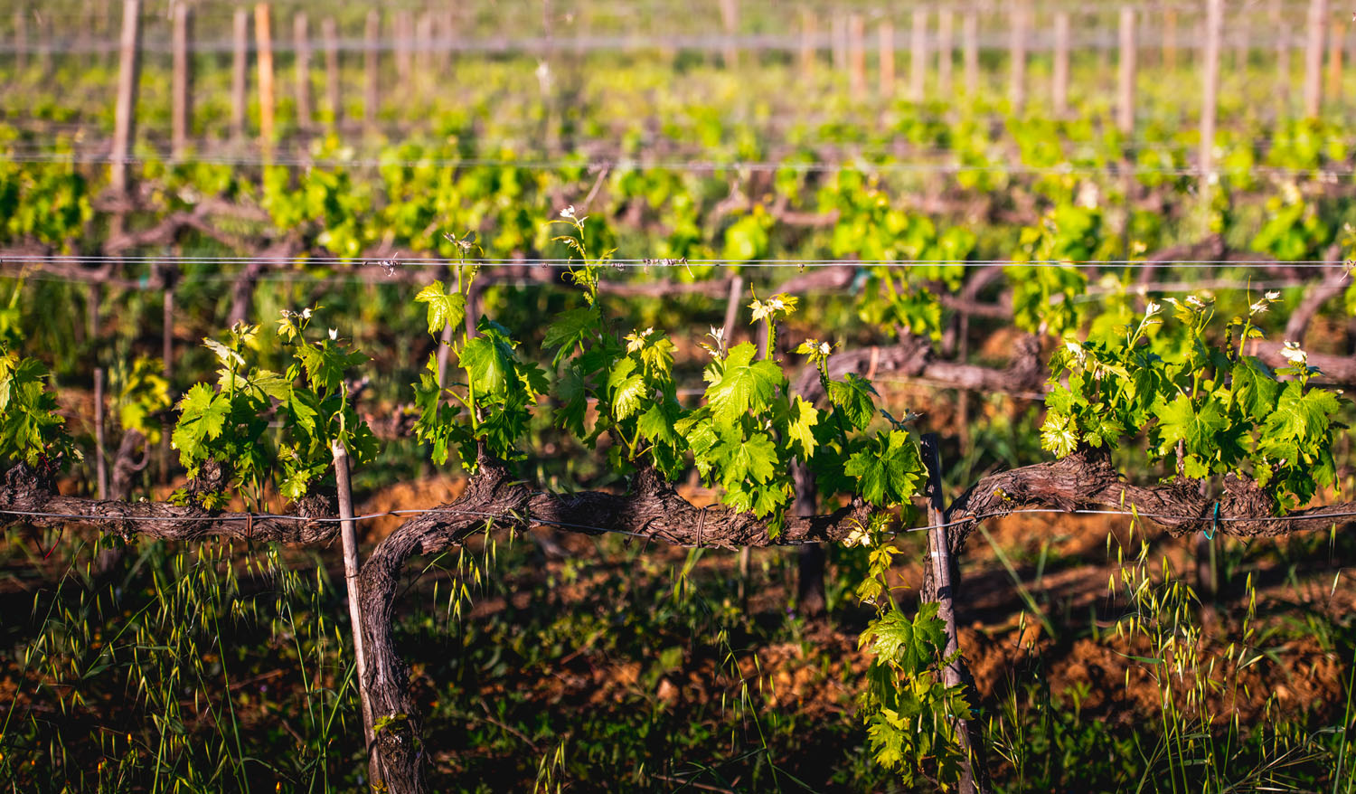 Gualdo del Re - Toscana