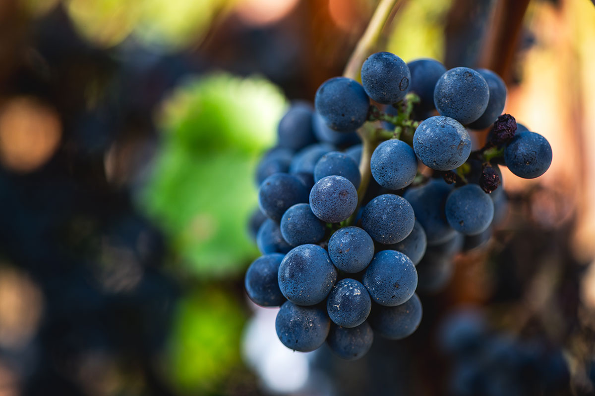 Gualdo del Re - Toscana